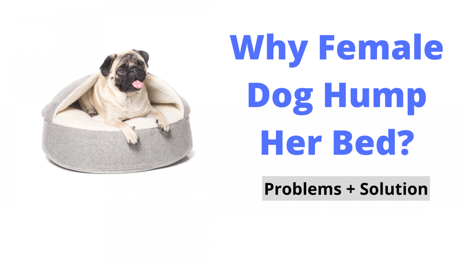 why do female dogs hump stuffed animals