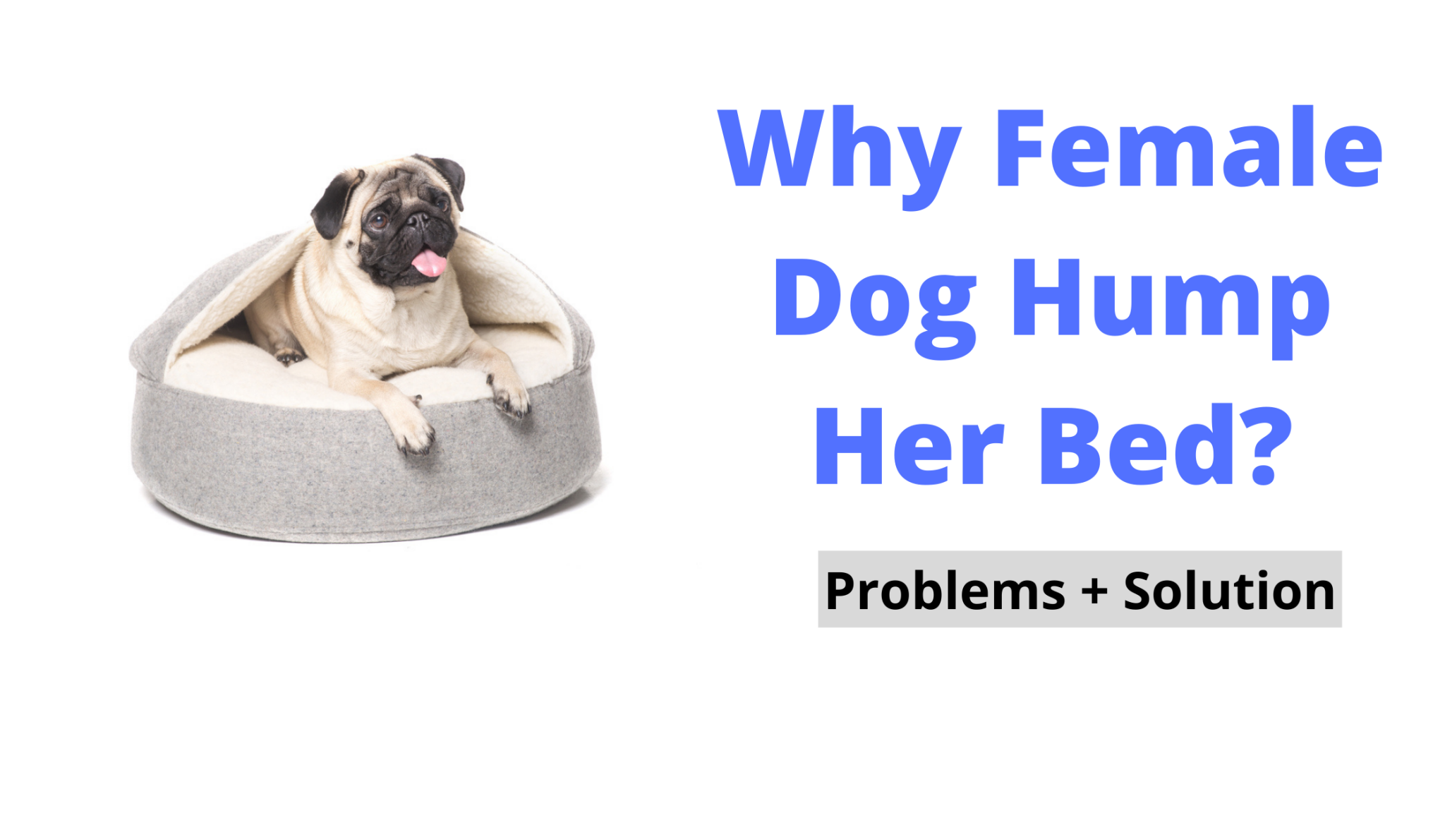 Why Does My Female Dog Hump Her Bed? Dog Seeks