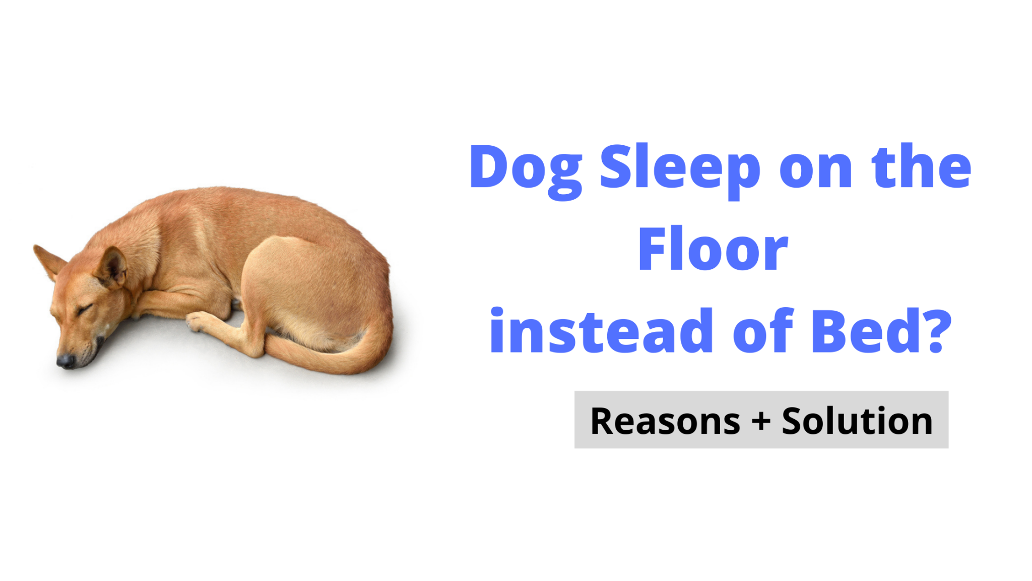 5-reasons-why-your-dog-sleeps-on-the-floor-instead-of-bed