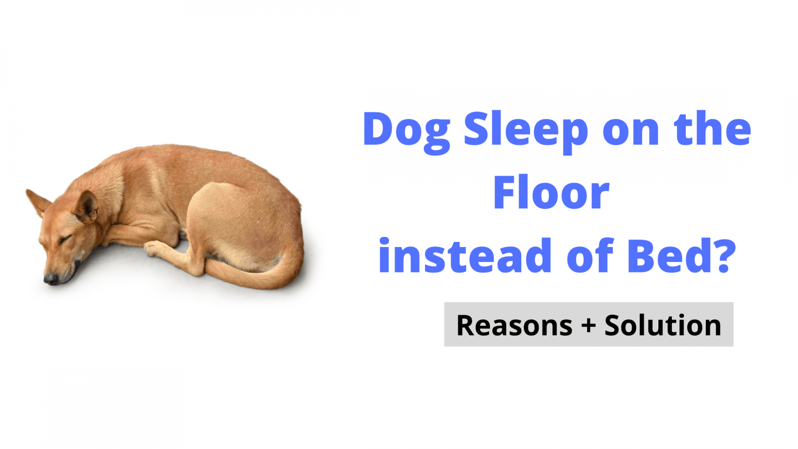 5 Reasons Why Your Dog Sleeps on the Floor Instead of Bed?