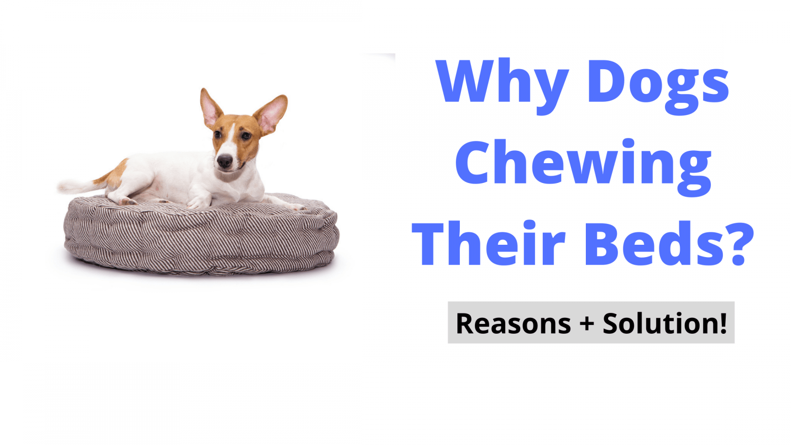 How to Stop Dogs Chewing Their Beds? Dog Seeks