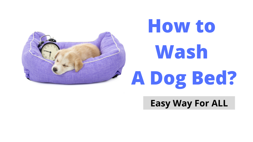 How to Wash A Dog Bed Which has no Removable Cover