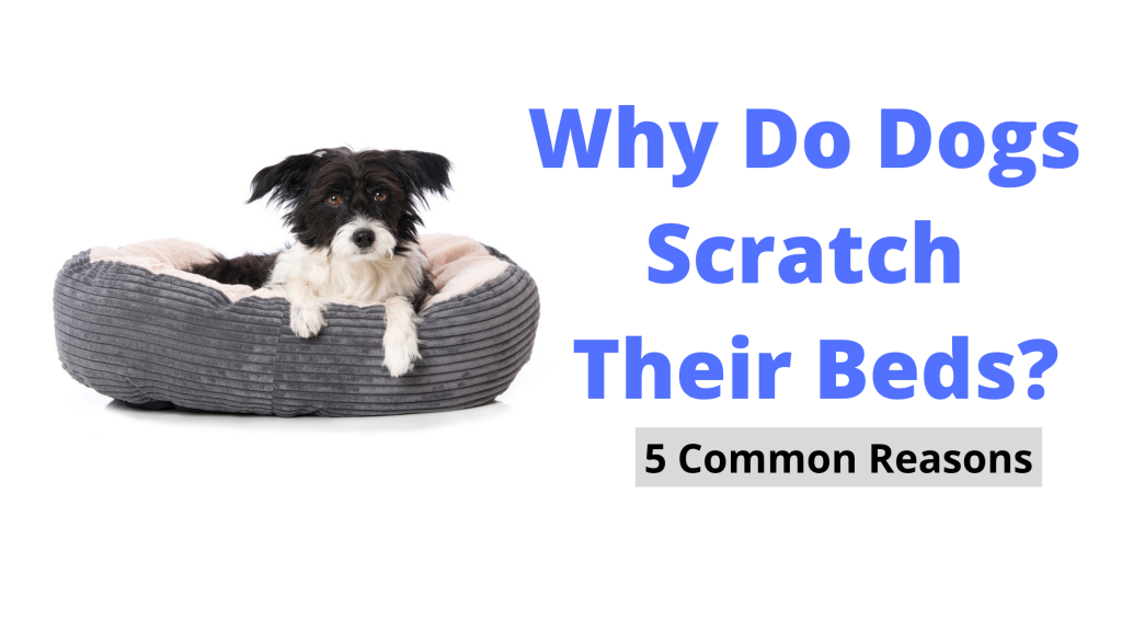 Why Do Dogs Scratch Their Beds
