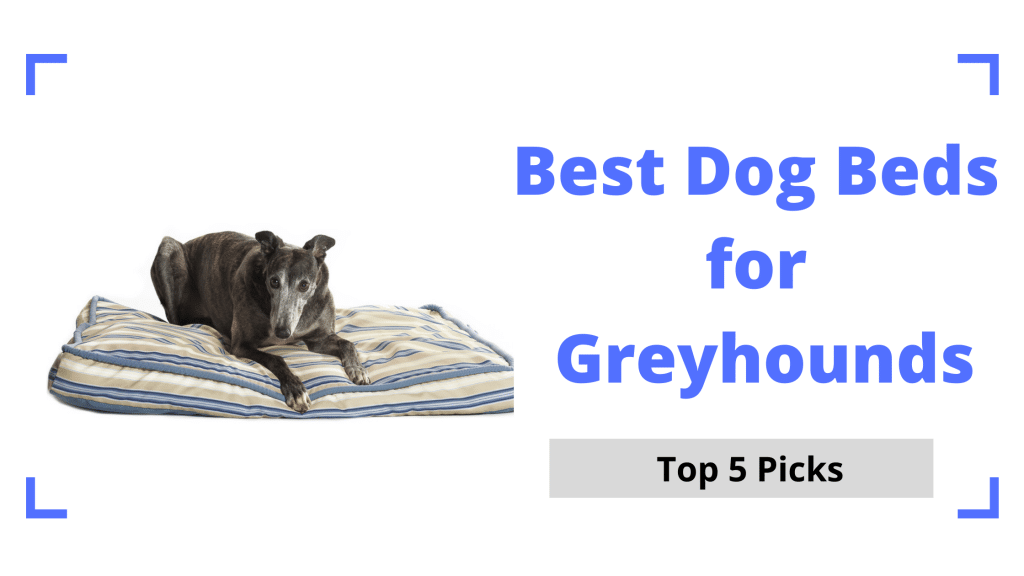 Best Dog Beds for Greyhounds