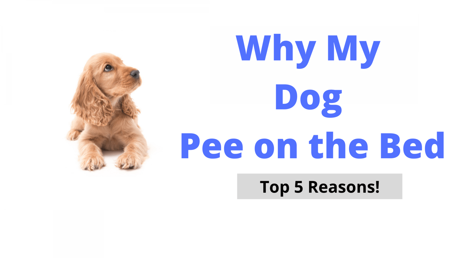 Why Does My Dog Pee on the Bed? Top 5 Reasons!