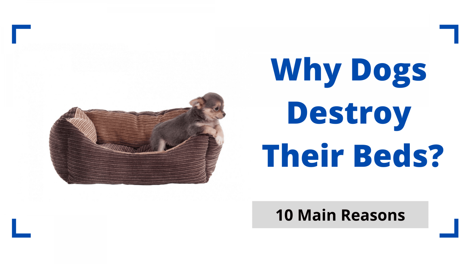 Why Dogs Destroy Their Beds? 10 Shocking Reasons