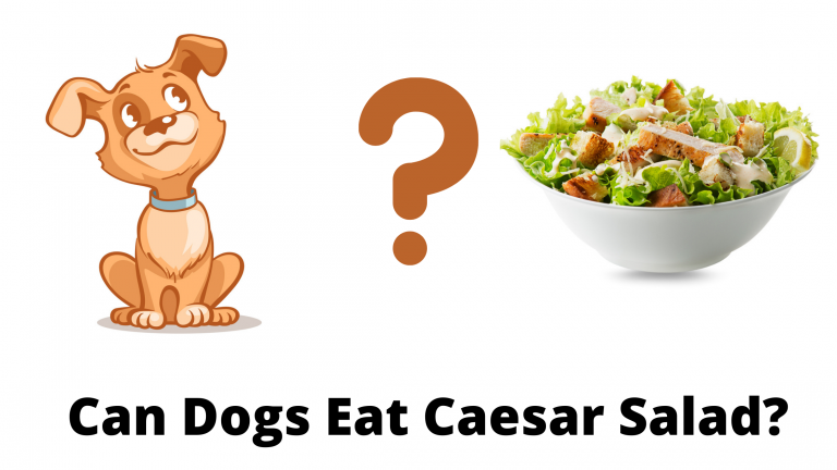 Can Dogs Eat Caesar Salad? Detrimental Effects of Caesar Salad