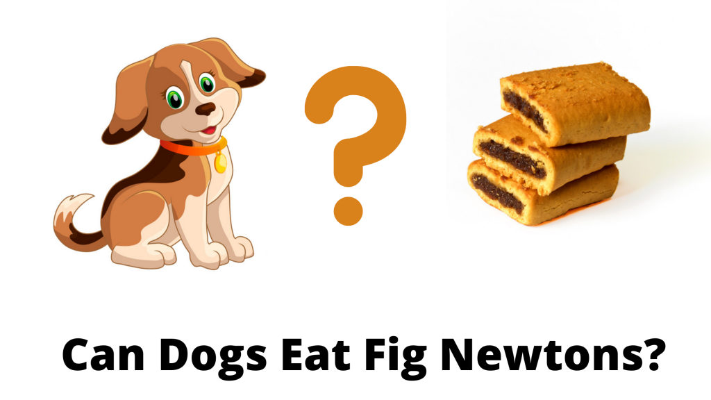 Can Dogs Eat Fig Newtons?