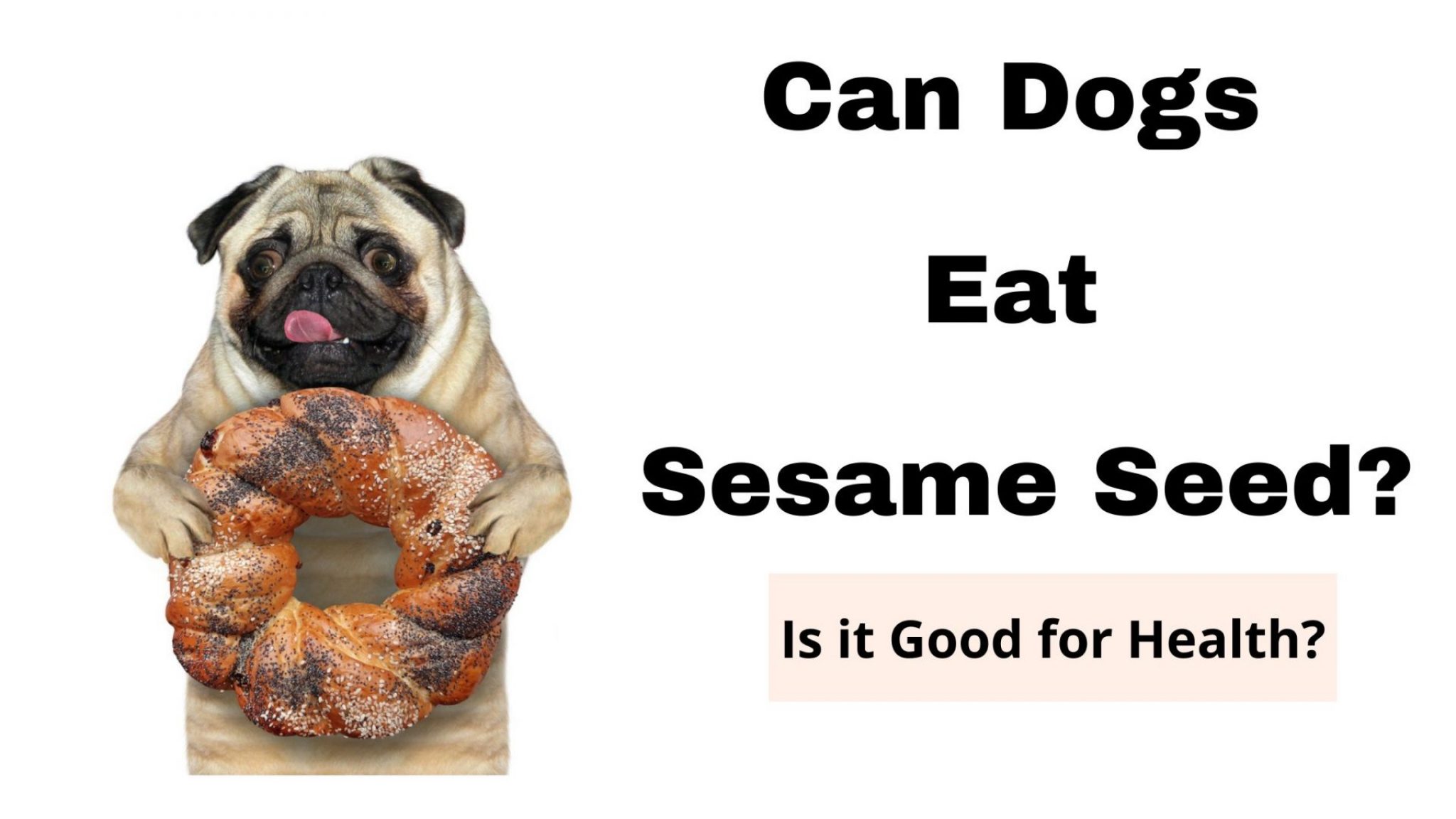 Can Dogs Eat Sesame Seed? Is it Good For Dog Health?