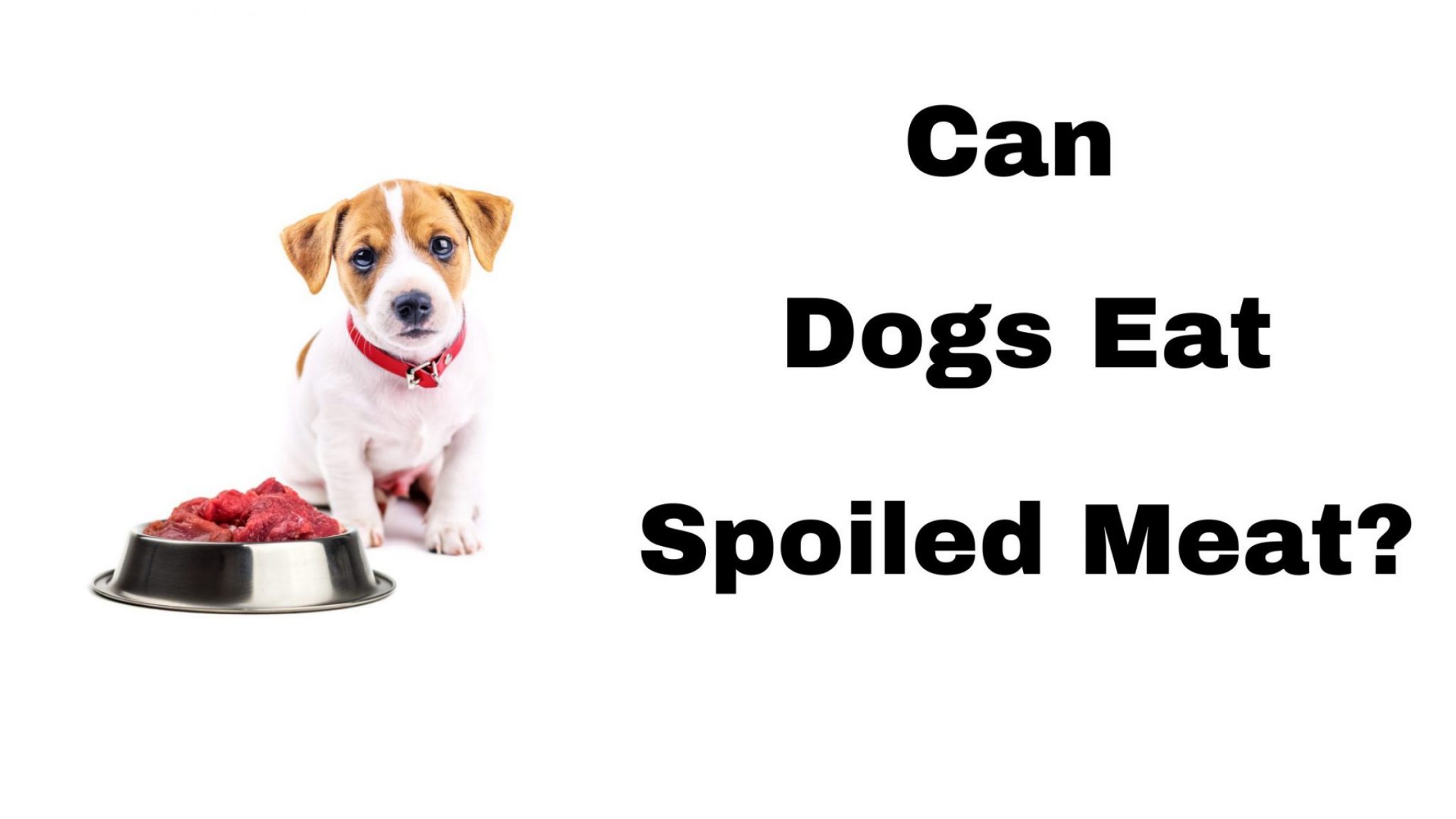 Can Dogs Eat Spoiled Meat? Pros, Cons And Facts