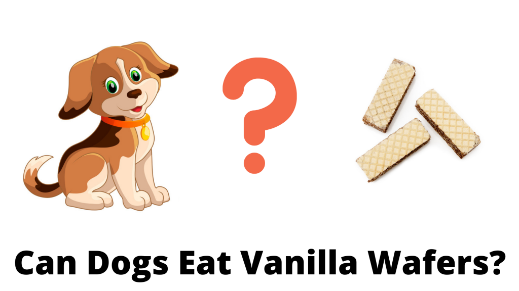 Can Dogs Eat Vanilla Wafers?