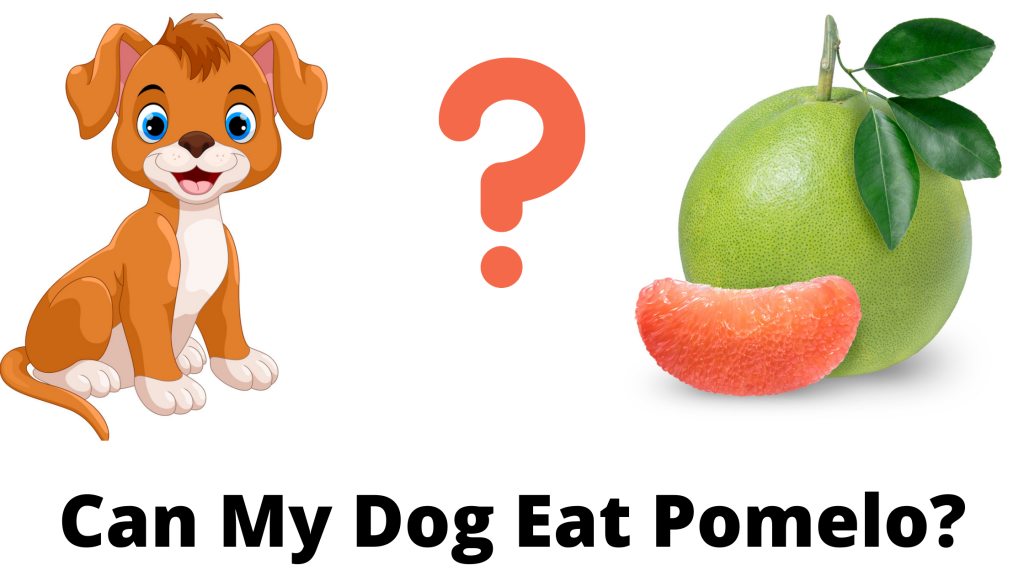 Can My Dog Eat Pomelo?