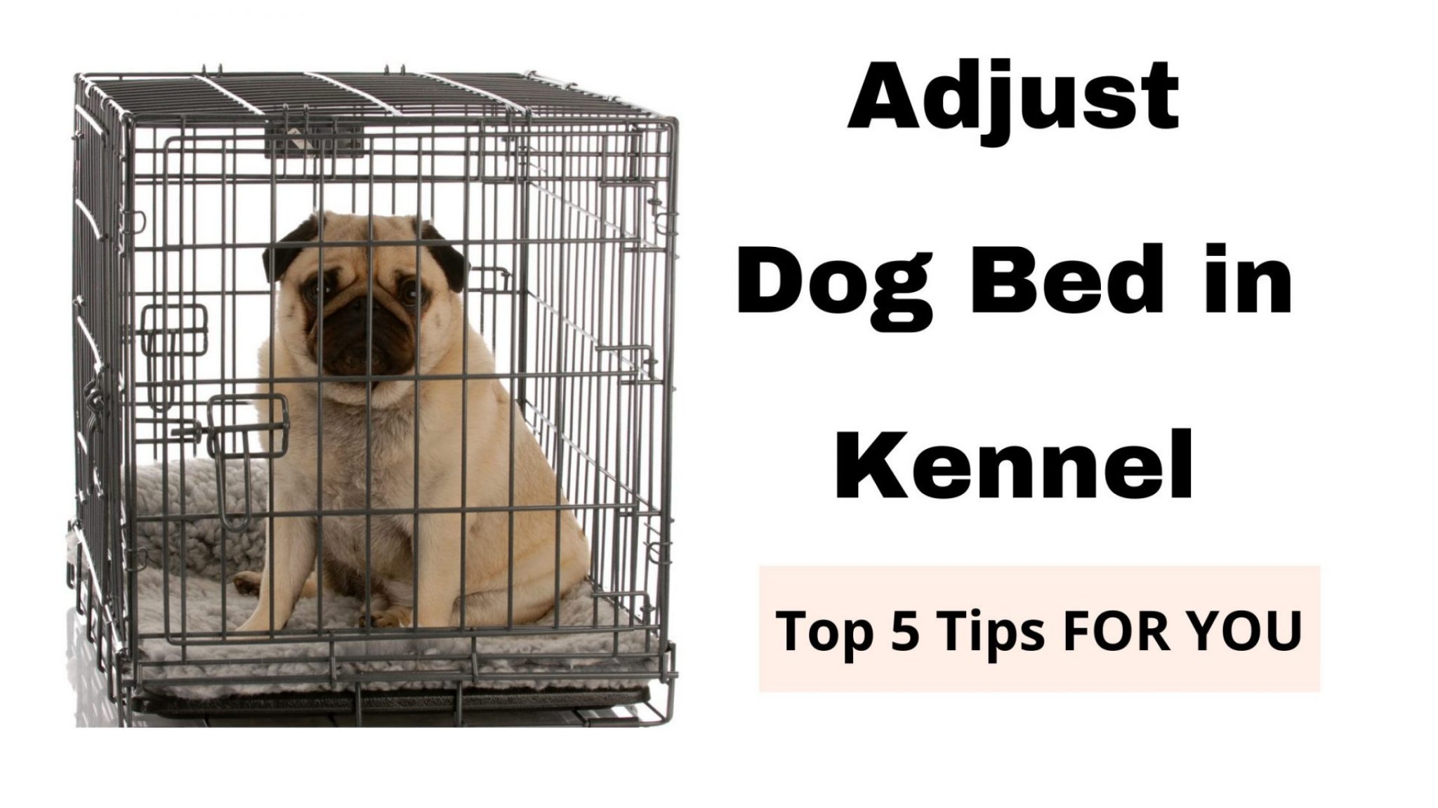 How to Put Dog Bed in Kennel with Puppy Pad? An Easy Way