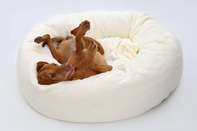 wash dog bed with stuffing