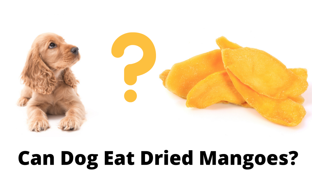 Can Dog Eat Dried Mangoes?