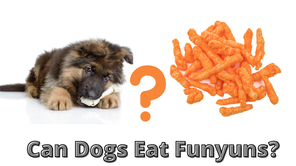 Can Dogs Eat Funyuns?