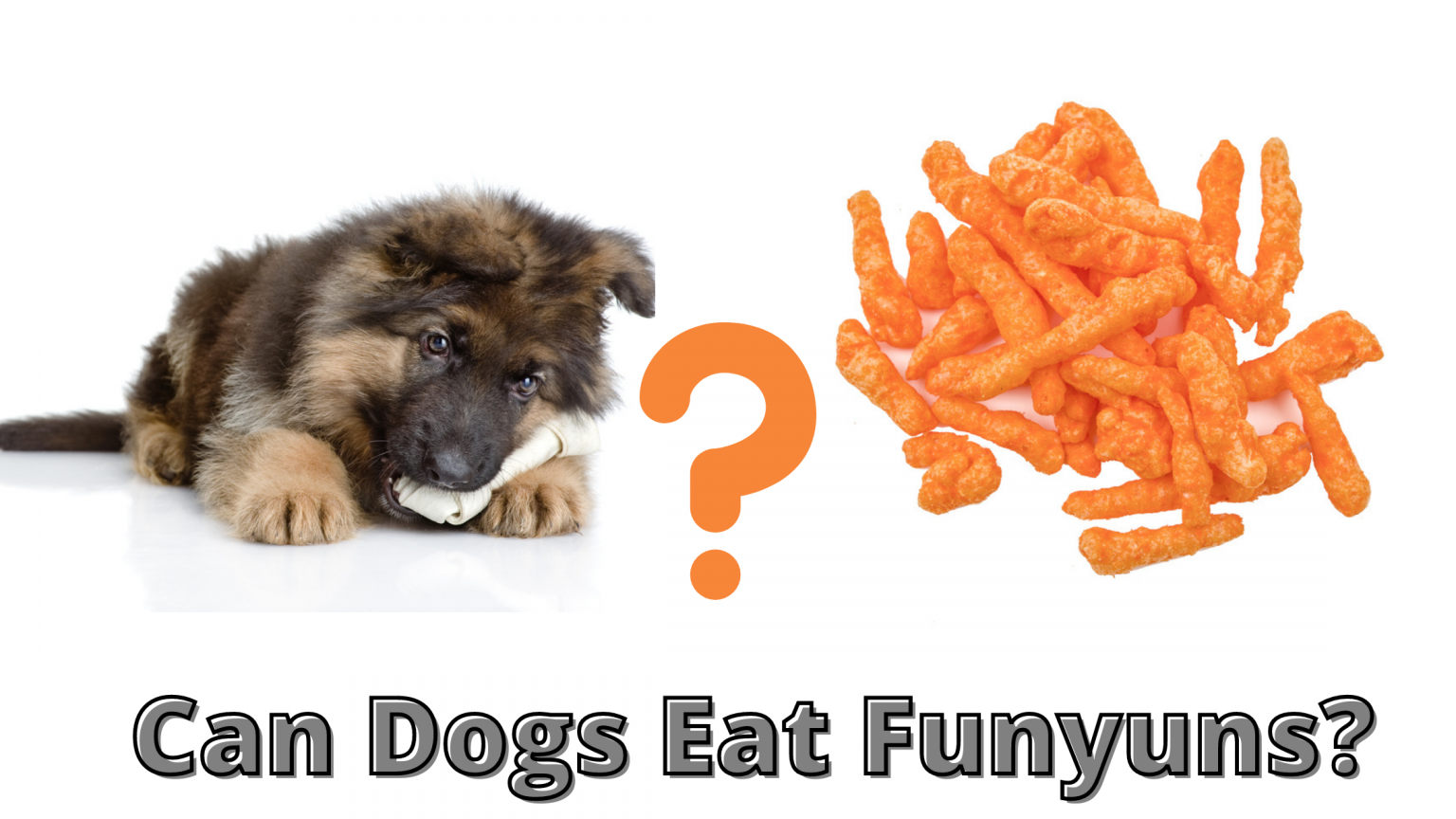 Can Dogs Eat Funyuns? Few Facts You Need To Know