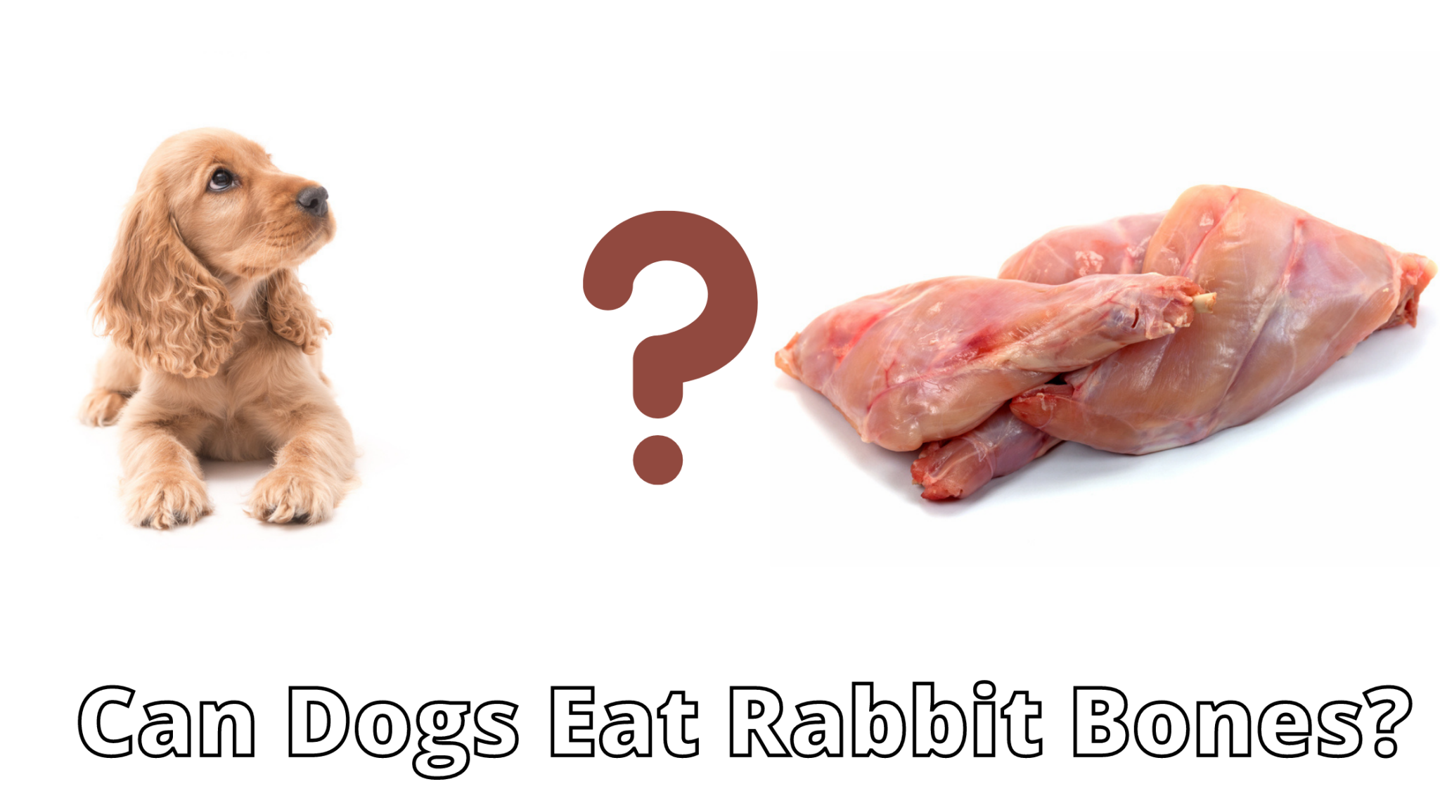 Can Dogs Eat Rabbit Bones? Raw and Cooked Bones