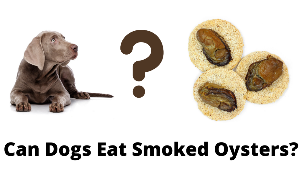 Can Dogs Eat Smoked Oysters?