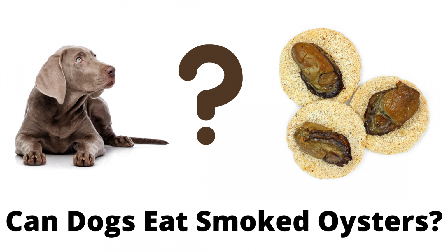 Can Dogs Eat Smoked Oysters? Learn the Benefits and Risks