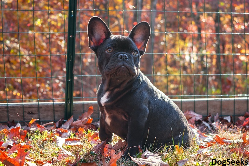 When Should French Bulldog Potty Training Begin? Complete