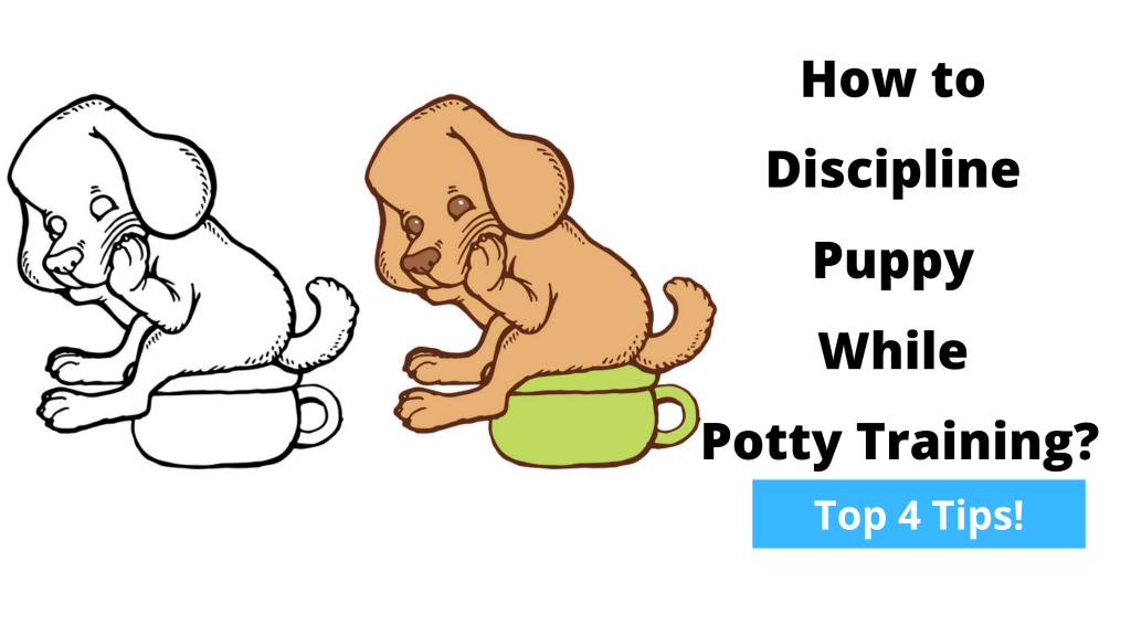 How to Discipline a Puppy While Potty Training?