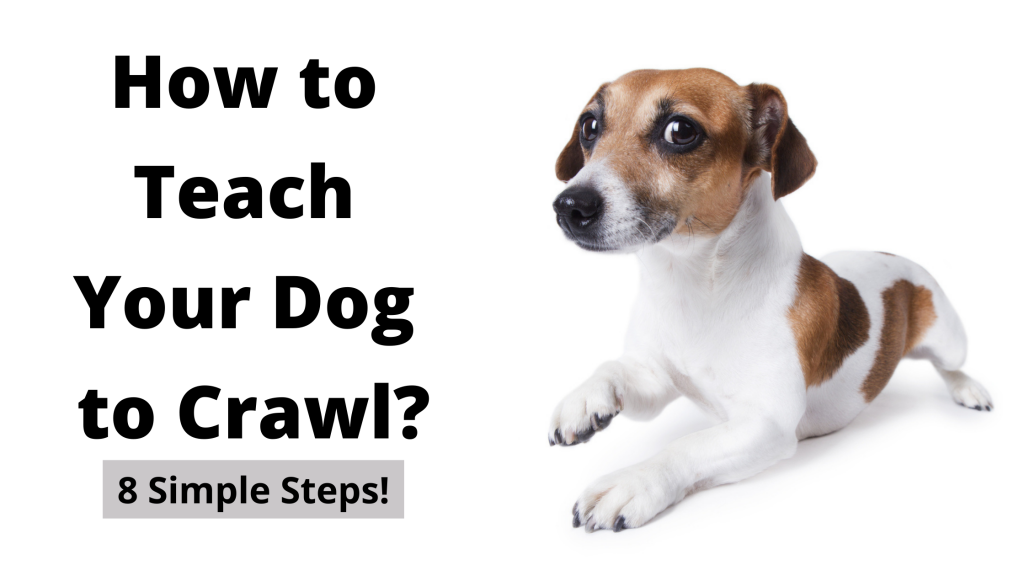 How to Teach Your Dog to Crawl?