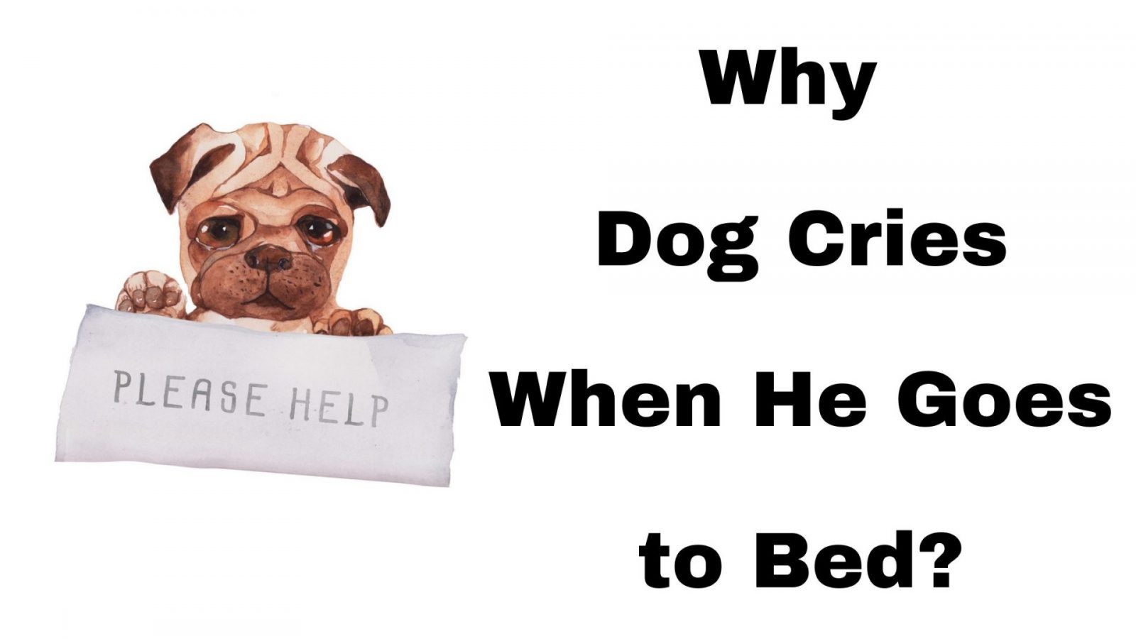 Why Dog Cries When He Goes To Bed? - Top 5 Reasons