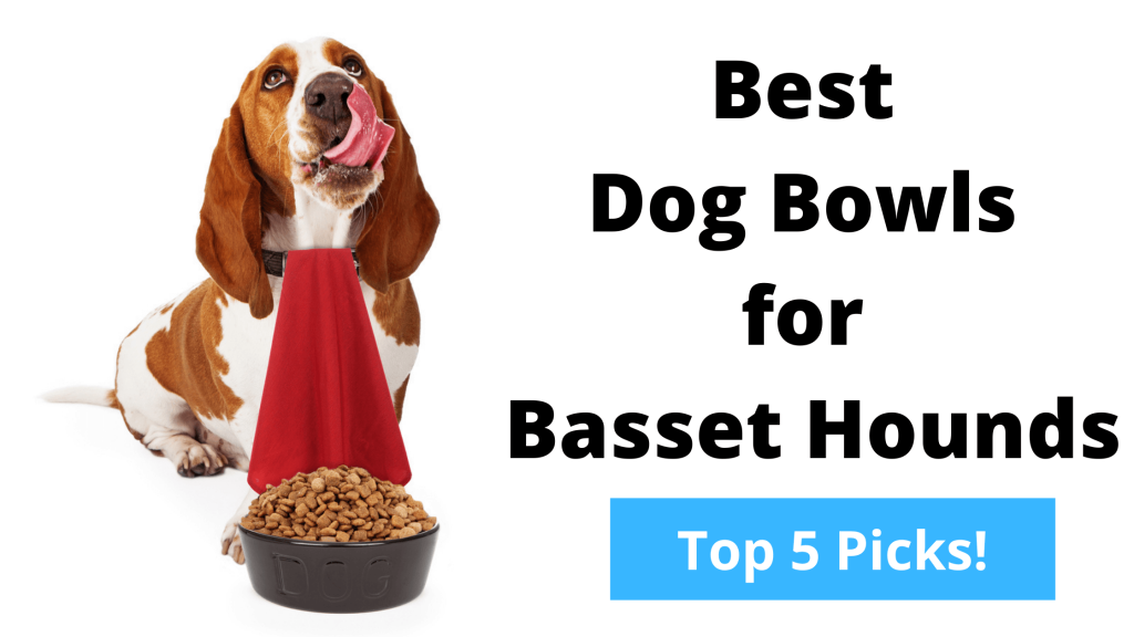 Top 5 Best Dog Bowls For Basset Hounds 2021