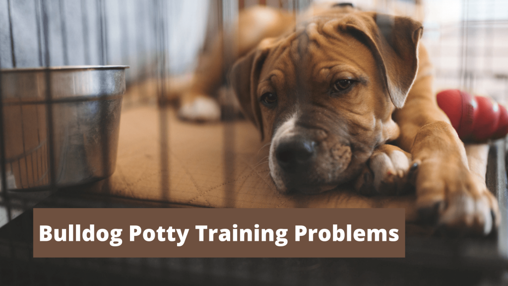 Bulldog Potty Training Problems