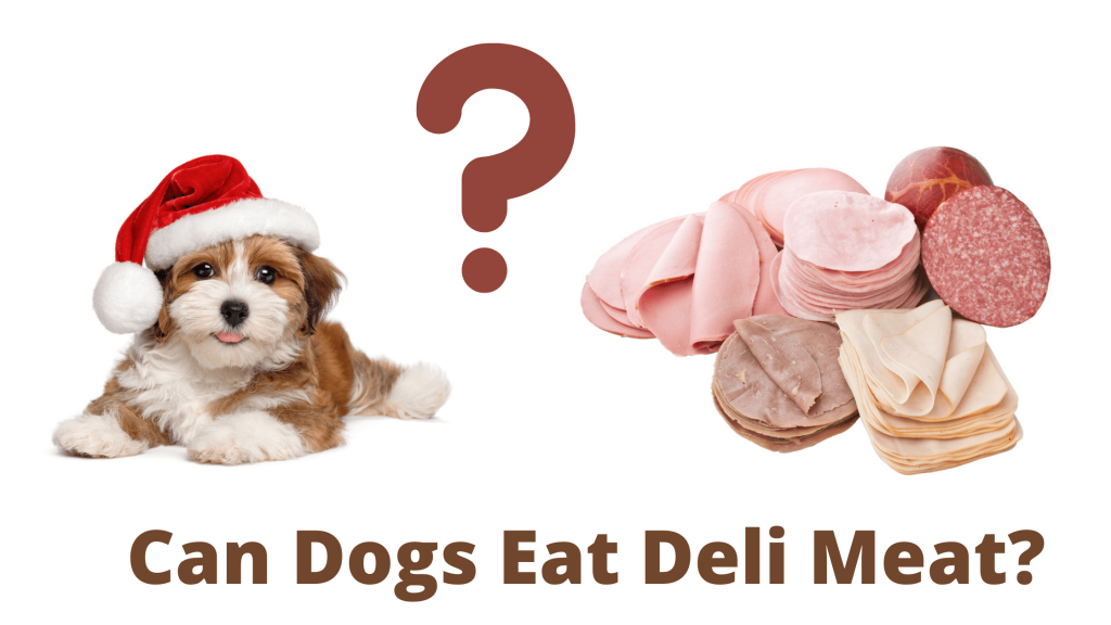 Can Dogs Eat Deli Meat?