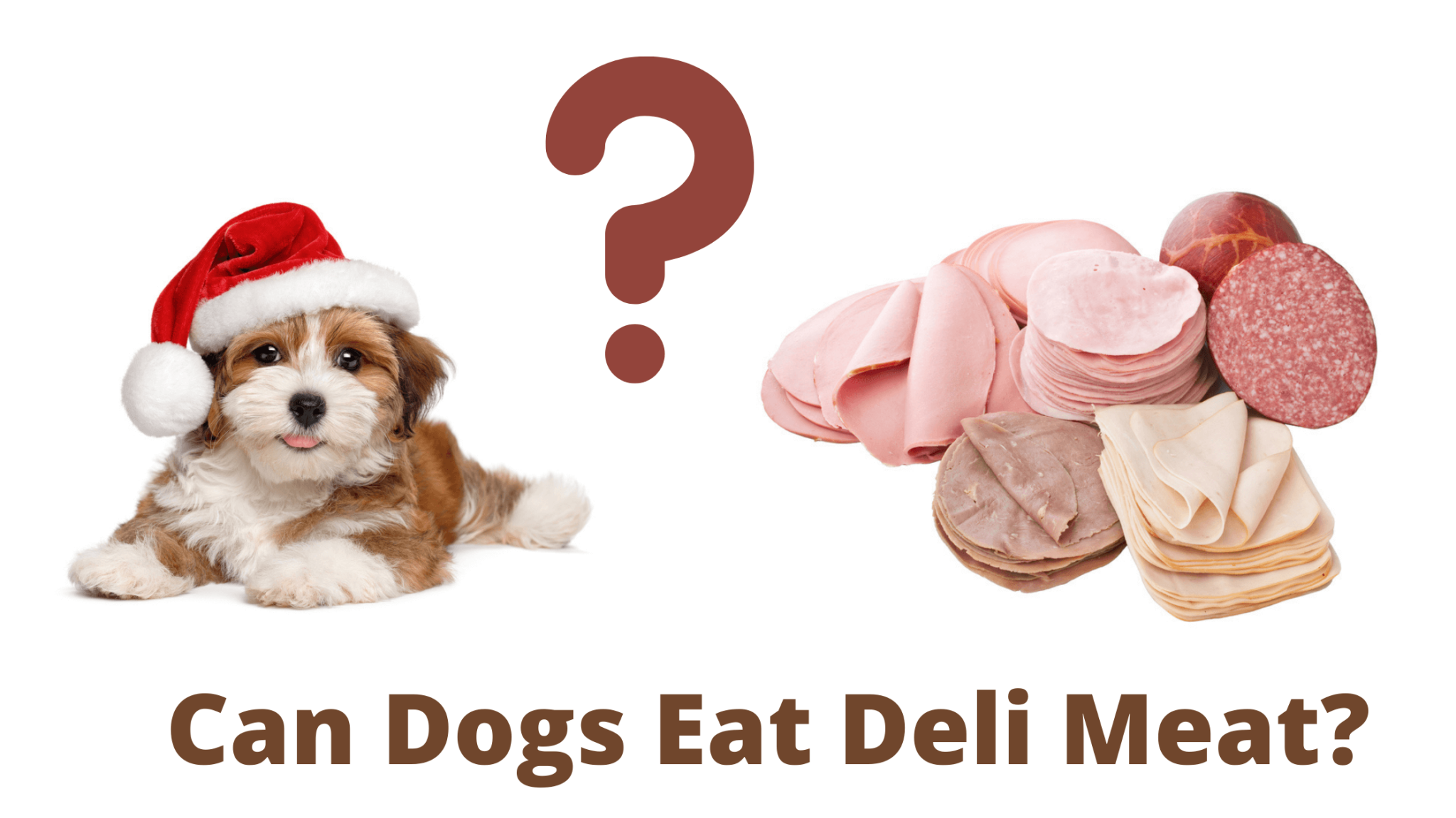 can-dogs-eat-deli-meat-lunch-meat-dog-seeks