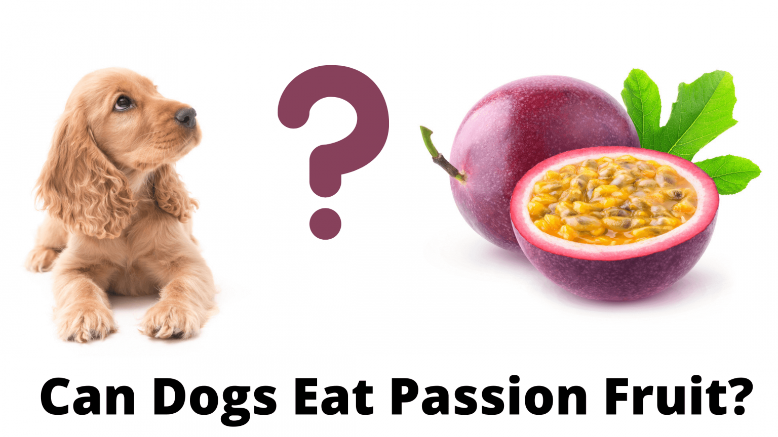 Can Dogs Eat Passion Fruit? Expert's Point of View