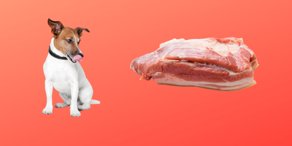 Can Dogs Eat Raw Bacon?
