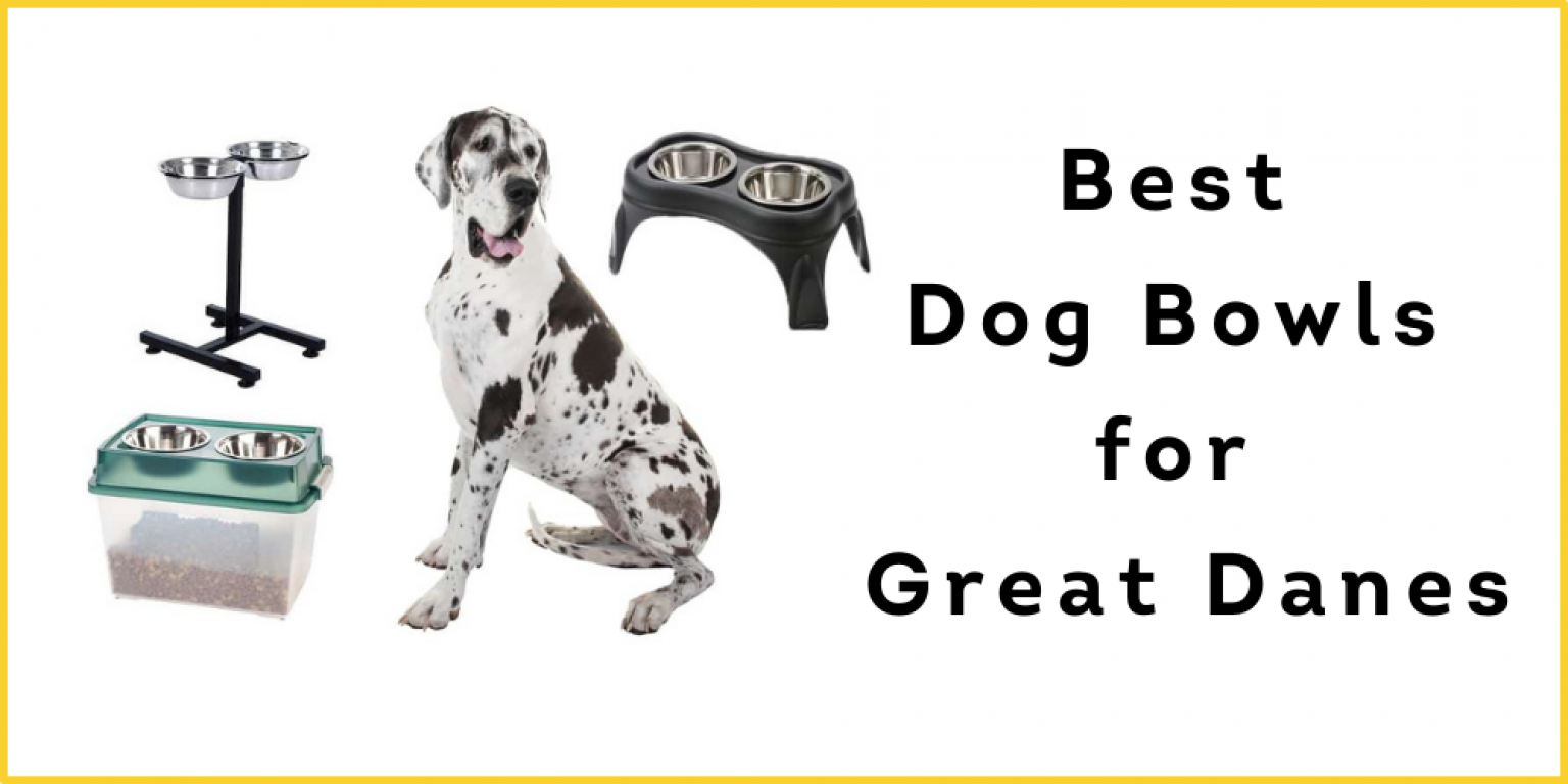 10 Best Elevated Dog Bowls for Great Danes to Buy in 2022