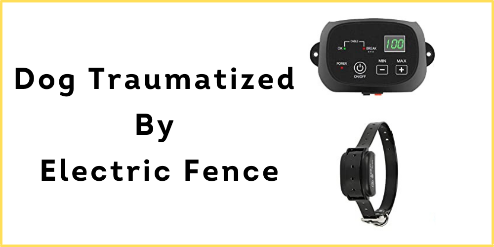 Dog Seeks - Best Reviews & Dog Care Tips 5 Dog Traumatized By Electric Fence