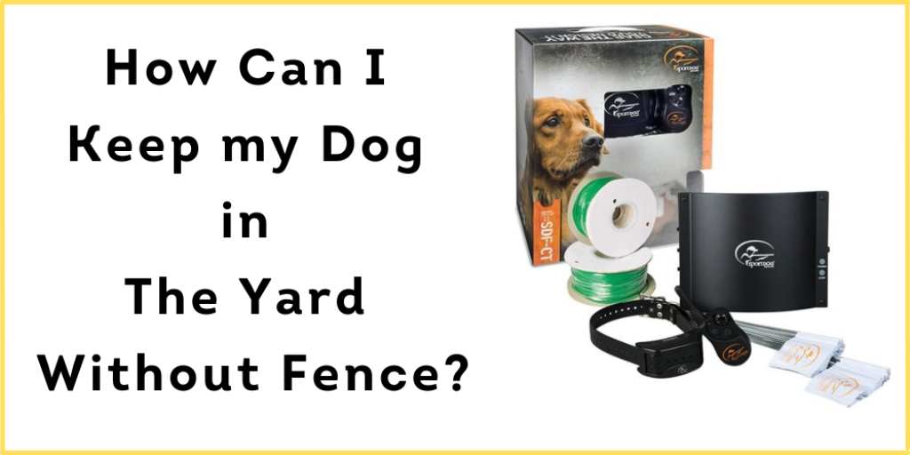 How Can I Keep my Dog in The Yard Without Fence?