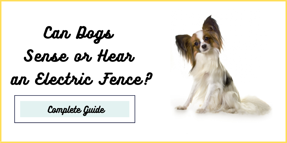 Can Dogs Sense or Hear an Electric Fence? DogSeeks