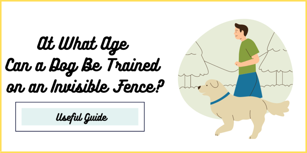 At What Age Can a Dog Be Trained on an Invisible Fence?