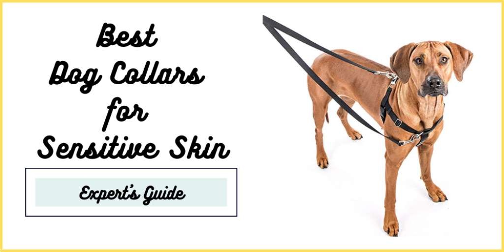 Best Dog Collars for Sensitive Skin