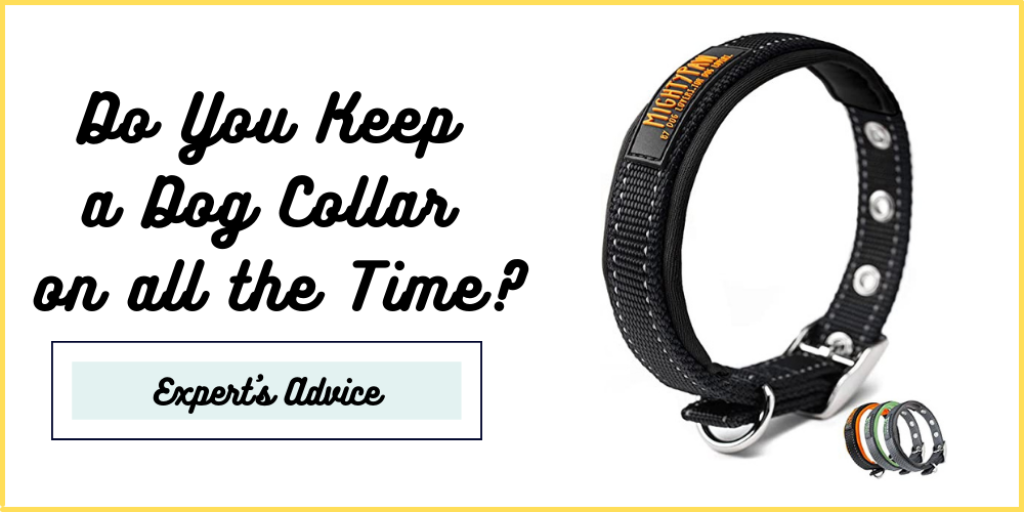 Do You Keep a Dog Collar on all the Time?