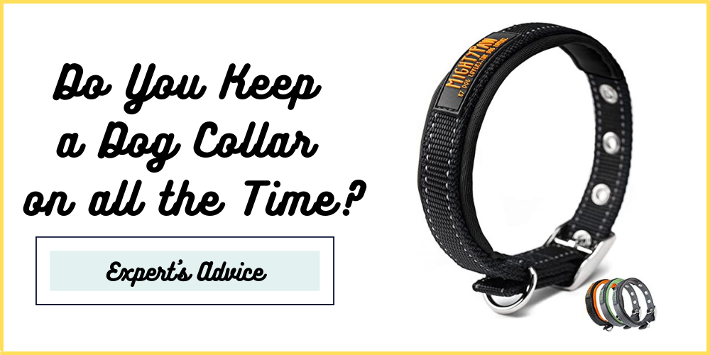 do-you-keep-a-dog-collar-on-all-the-time-dogseeks