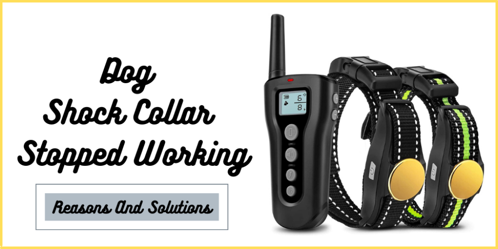 Dog Shock Collar Stopped Working Reasons And Solutions
