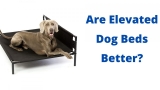 Are Elevated Beds Better For Dogs?