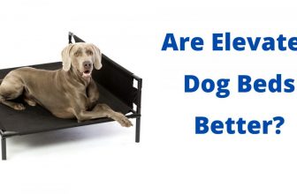 Are Elevated Beds Better For Dogs?