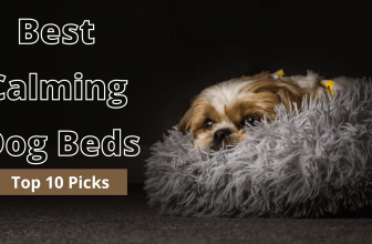 Best Calming Dog Beds