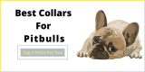 Best Collars for Pitbulls