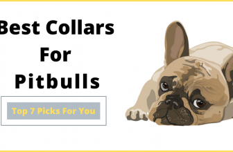 Best Collars for Pitbulls