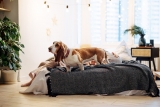 Best Dog Beds for Basset Hound