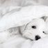 Best Dog Beds for Greyhounds